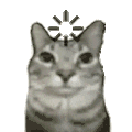 萌宠 猫咪 思考 呆萌 可爱