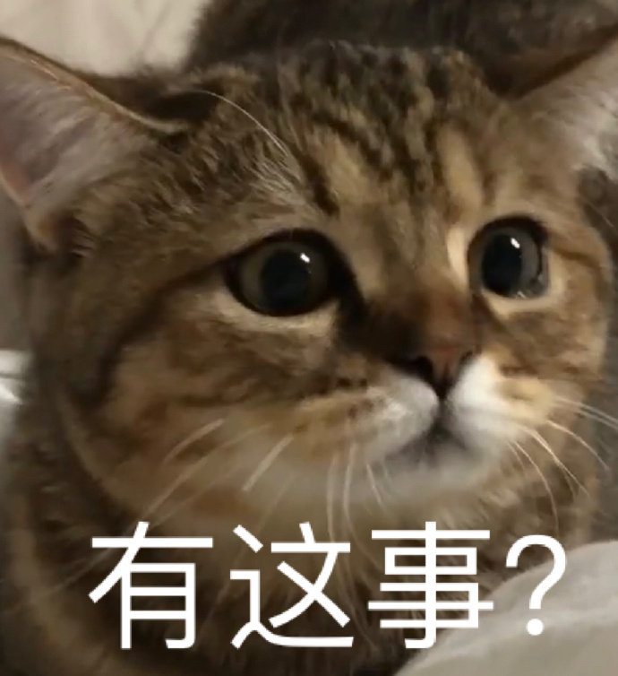 猫咪无奈的表情包图片图片