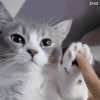 萌宠 猫咪 击掌 呆萌 可爱
