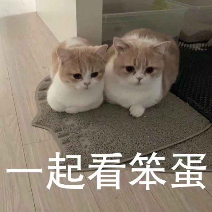 猫猫笨蛋表情包图片