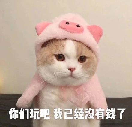 萌宠 猫星人 你们玩吧 我已经没有钱了 呆萌 可爱