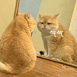 萌宠 猫咪 气气 呆萌 可爱