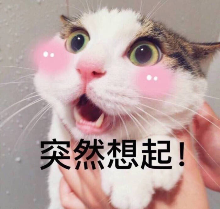 吊面猫表情包图片