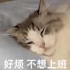萌宠 猫咪 好烦不想上班 呆萌 可爱