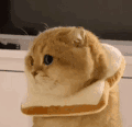 萌宠 猫咪 无辜 呆萌 可爱