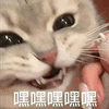 萌宠 猫咪 嘿嘿嘿嘿嘿 呆萌 可爱
