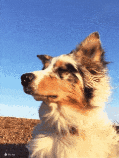 小狗吹风表情包图片