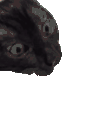 萌宠 猫咪 想吃 呆萌 可爱