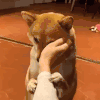 萌宠 狗狗 摸头 呆萌 可爱