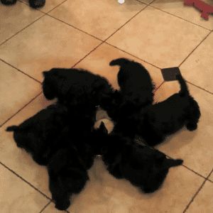 七只小猫点头动态图图片