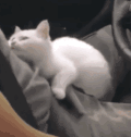 萌宠 猫咪 撒娇 呆萌 可爱