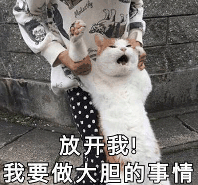 沙雕猫