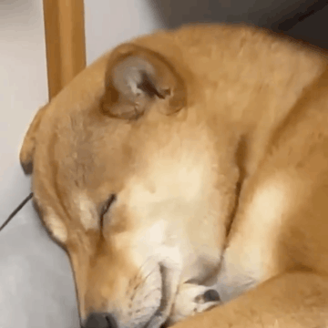 萌寵 狗狗 無辜 呆萌 可愛