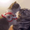 萌宠 猫咪 舔舔 呆萌 可爱