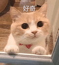 萌宠 猫咪 好奇 呆萌 可爱