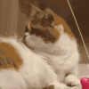 萌宠 猫咪 不想理你 呆萌 可爱