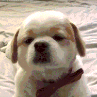 萌宠 狗狗 好奇 呆萌 可爱