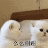 萌宠 猫 么么 谢谢 搞怪 逗