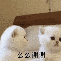 萌宠 猫 么么 谢谢 搞怪 逗