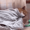 萌宠 狗狗 困了 呆萌 可爱