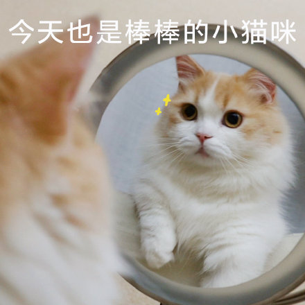 萌宠猫星人今天也是棒棒的小猫咪自信呆萌可爱gif动图