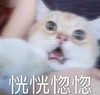 萌宠 猫星人 恍恍惚惚 无奈 呆萌 可爱