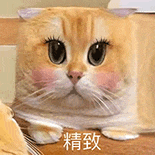 萌寵 貓咪 精致 呆萌 可愛
