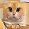萌宠 猫咪 精致 呆萌 可爱
