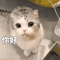 萌宠 猫咪 你好 呆萌 可爱