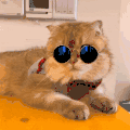 萌宠 猫咪 墨镜 呆萌 可爱