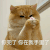 萌宠 猫咪 你完了你在我手里了 呆萌 可爱