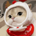萌宠 猫咪 呆萌 可爱