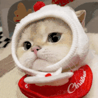 萌宠 猫咪 呆萌 可爱