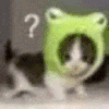 萌宠 猫咪 ？ 呆萌 可爱