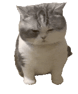 猫meme 猫猫 抽象 搞怪