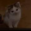 萌宠 猫咪 盯 呆萌 可爱