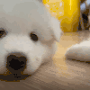 萌宠 狗狗 眨眼 呆萌 可爱