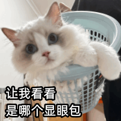 猫咪让我看看是哪个显眼包