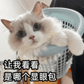 猫咪让我看看是哪个显眼包 显眼包 搞笑