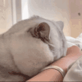 萌宠 猫咪 哭了 呆萌 可爱