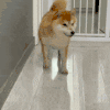 萌宠 狗狗 累了 呆萌 可爱