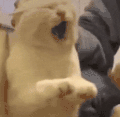 萌宠 猫咪 打你 呆萌 可爱