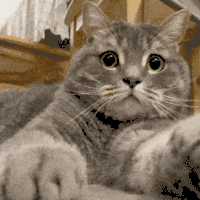 萌宠 猫咪 吃惊 呆萌 可爱