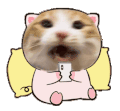 萌宠 猫咪 玩手机 呆萌 可爱