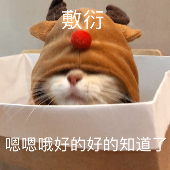 萌宠猫星人嗯嗯好的知道了呆萌可爱gif动图