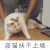 萌宠 猫咪 废猫扶不上墙 呆萌 可爱