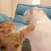 萌宠 猫咪 你叉叉 你才叉叉 呆萌 可爱
