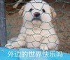 萌宠 汪星人 外边的世界快乐吗 好奇 呆萌 可爱