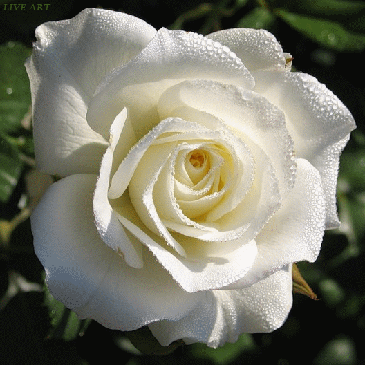 白玫瑰高级背景图图片