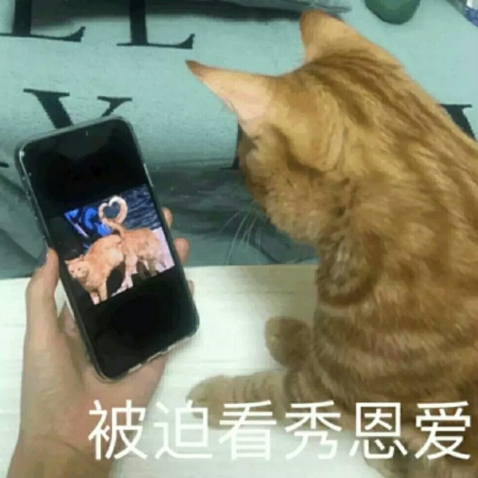 老公老婆的表情包小猫图片